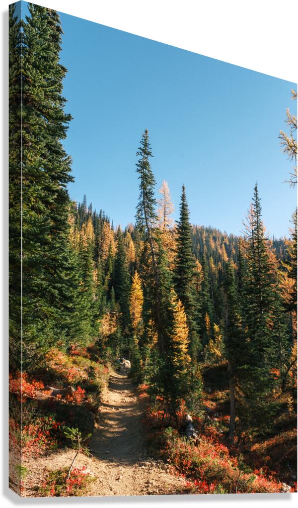Larch Trail Canvas Print