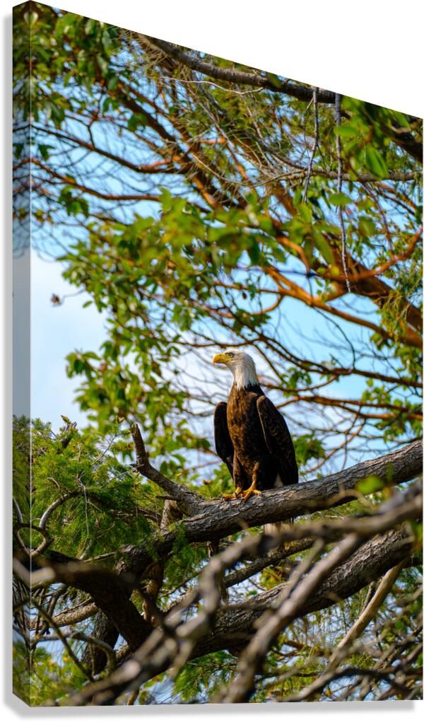 Bald Eagle in the Madrone Tree Canvas Print