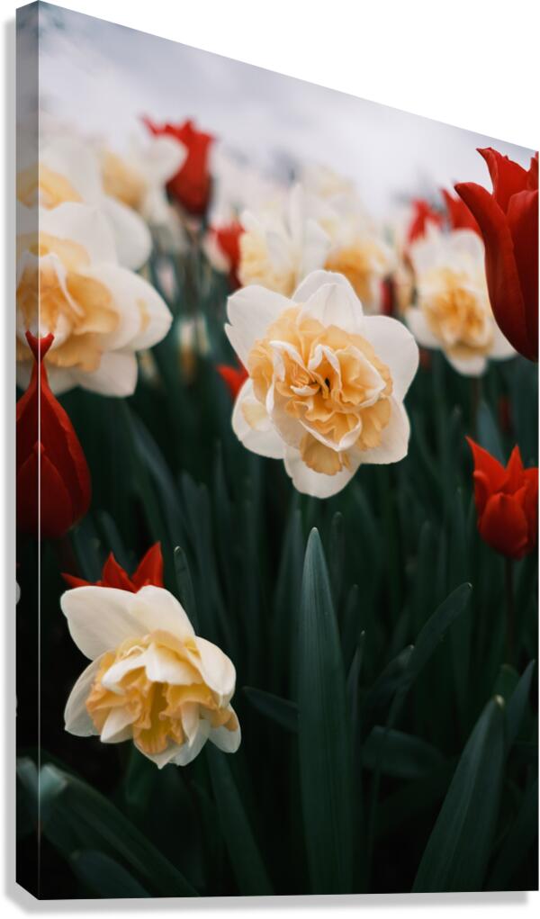 Daffodil Canvas Print