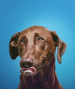 Dog Hunde Pacifier image