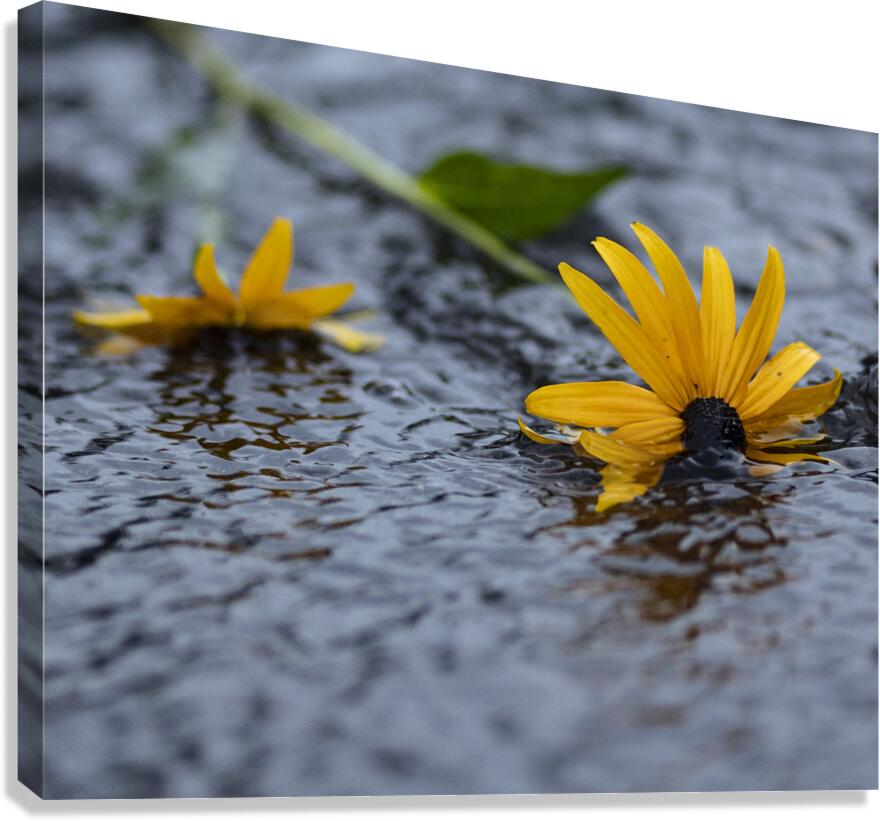 Fleur Canvas Print