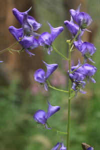 Monks Hood Flower