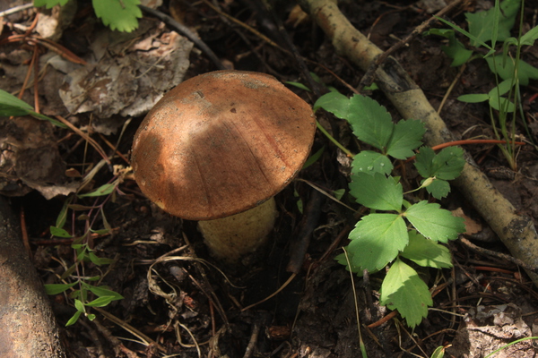 King Bolete Mushroom  by Dan McConnell