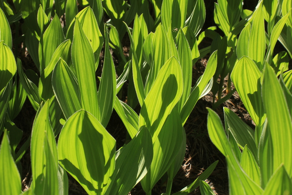 cornlillyalien Print