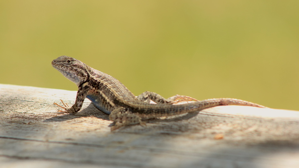 lizard Print