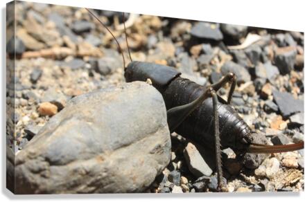 bug3 Canvas Print