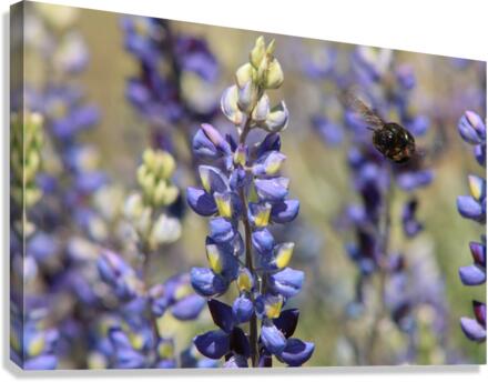 Bee Lupin Canvas Print