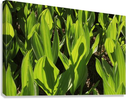 cornlillyalien Canvas Print