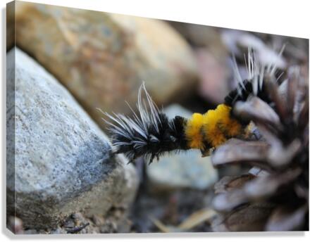 CaterplrStretch Canvas Print