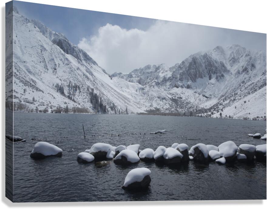 Convictroadkill Canvas Print