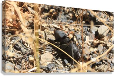 bug1 Canvas Print