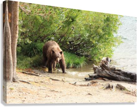 bear Canvas Print