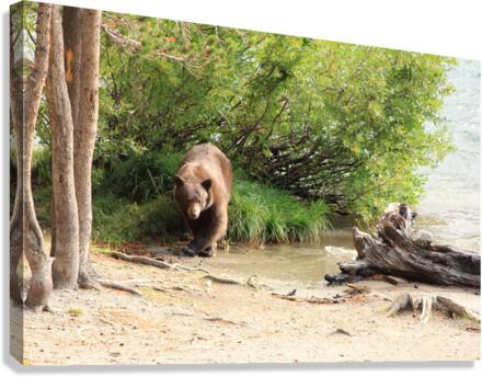 bear grass lake Canvas Print