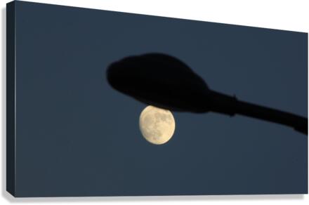Moonlight Canvas Print