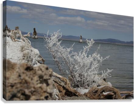 MonoLakeWhiteBrush Canvas Print