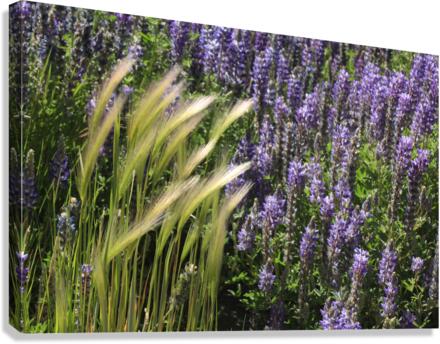 Lupin Canvas Print