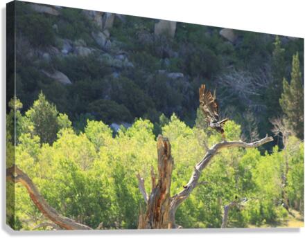 Golden Eagle Canvas Print
