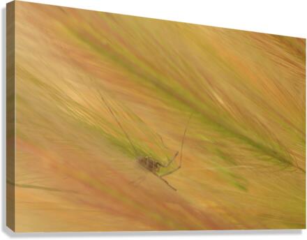 Spider Grass  Canvas Print