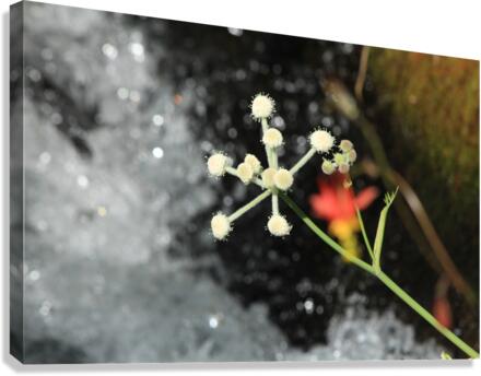 Ranger Button Canvas Print