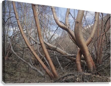 Silver Birch Tree Canvas Print