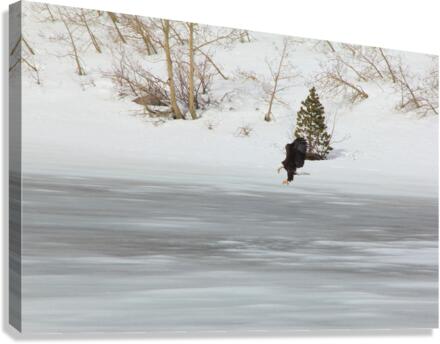 Bald Eagle Canvas Print