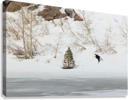 bald eagle  Canvas Print