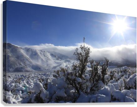 sagesnow Canvas Print