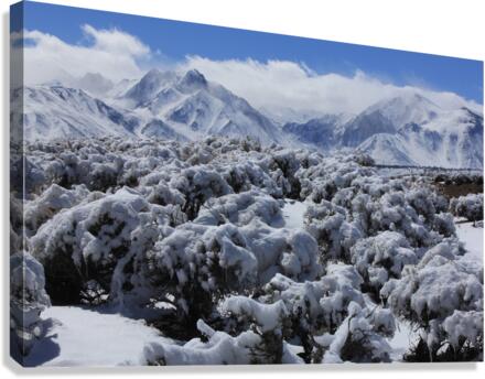 sagesnowmorrison Canvas Print