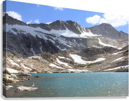 seagullakeconess 2 Canvas Print