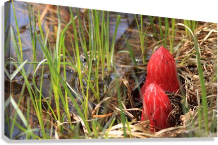 snowplants Canvas Print