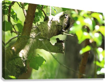 Humbirdnest Canvas Print