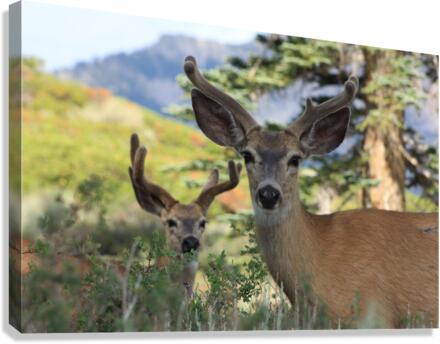Deer  Bucks Canvas Print