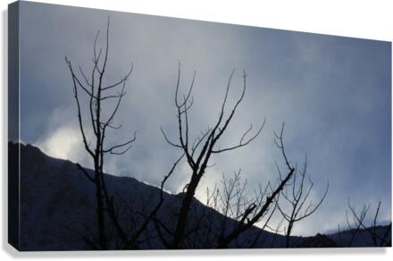 Ghost Trees  Canvas Print