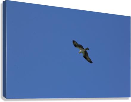 Osprey Canvas Print