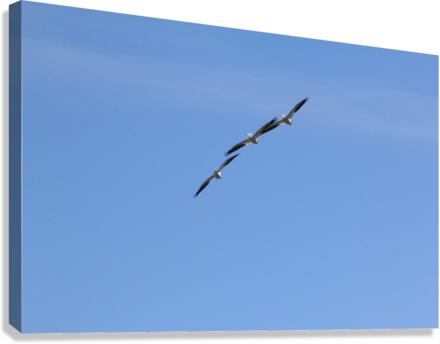 Pelicans Canvas Print