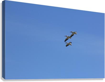 Pelicans Canvas Print