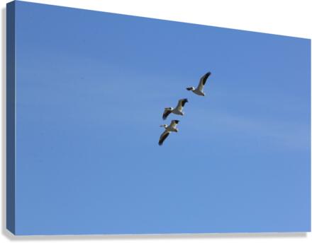 Pelicans Canvas Print