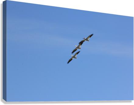 Pelicans Canvas Print