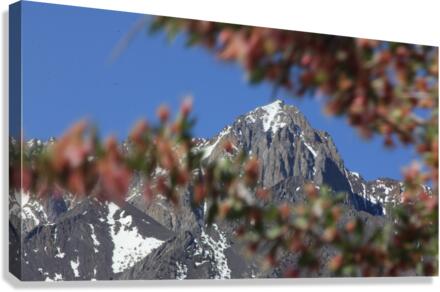 Mt. Morrison  Canvas Print