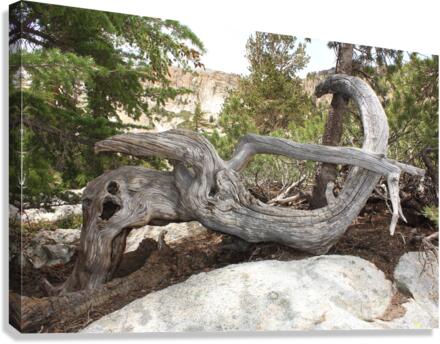 Tree Root Canvas Print