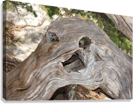 Dead Tree Monster Canvas Print