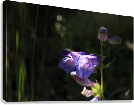 Penstemon Flower Canvas Print