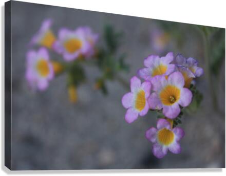 Desert flower Canvas Print