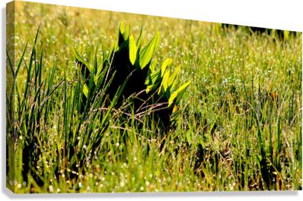 Dew Drop n Canvas Print