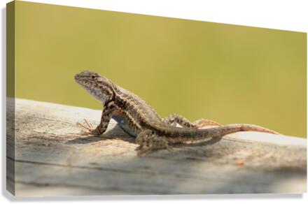 lizard Canvas Print