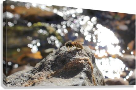 Bee Glitter Canvas Print