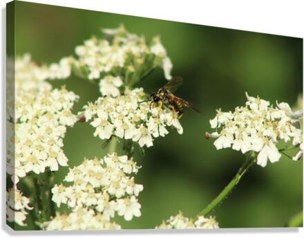 BeeWhiteFlower Canvas Print