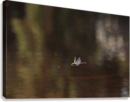 Damsel1 Canvas Print