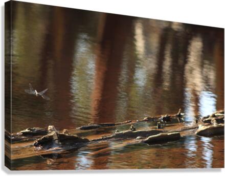 Damsel2 Canvas Print