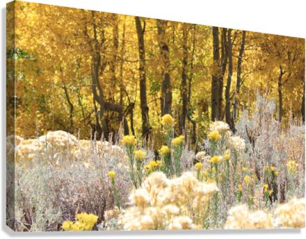 Fall Colors Canvas Print